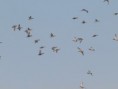 /album/my-local-birding-gallery/teal-in-flight-at-dewsbury-sewage-works-jpg/